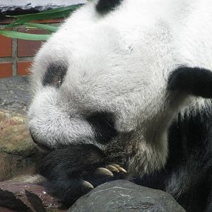 Ling Ling the Giant Panda