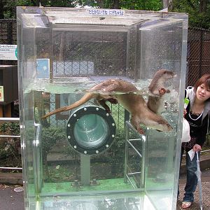 Asian Short-clawed Otter