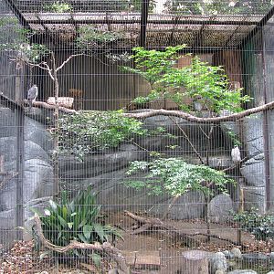 Goshawk aviary