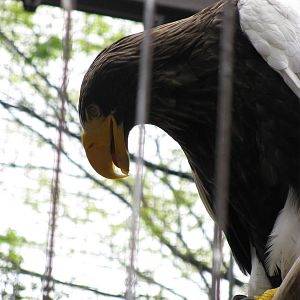 Steller's Sea Eagle