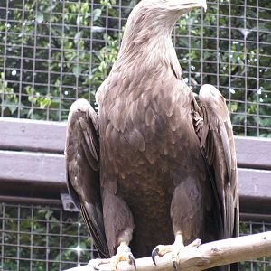 White-tailed Eagle
