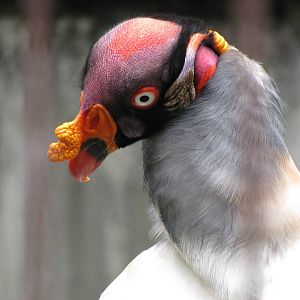 King Vulture
