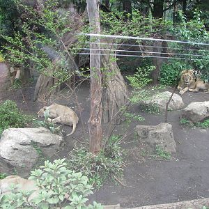 Lion enclosure