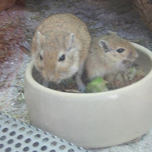 Mongolian Gerbil