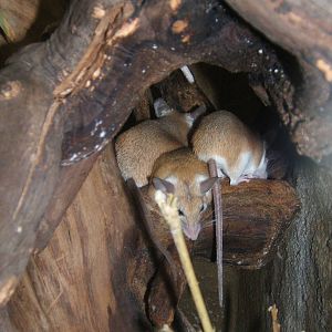 Spiny Mouse (Acomys dimidiatus)