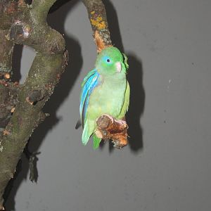 Spectacled Parrotlet (Forpus conspicillatus)