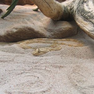Desert Horned Viper