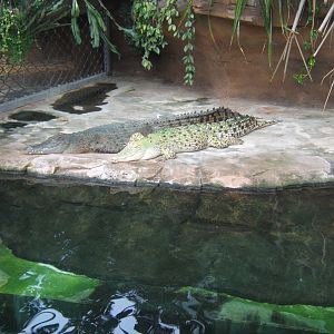 Salt Water Crocodiles