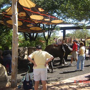 Giants of the Savanna