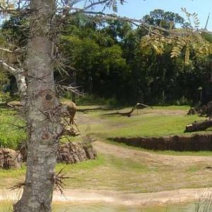 Giants of the Savanna