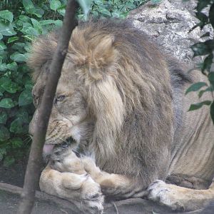 Lion