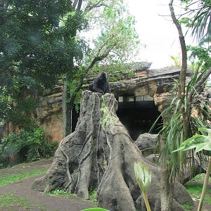 Gorilla enclosure