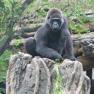Gorilla