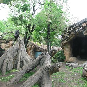 Gorilla enclosure