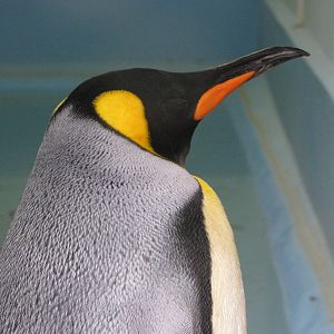 King Penguin