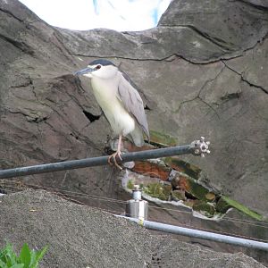 Black-crowned Night Heron