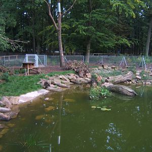 Raccoon and Raccoon Dog enclosure