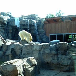 Polar Bear Passage-Polar Bear