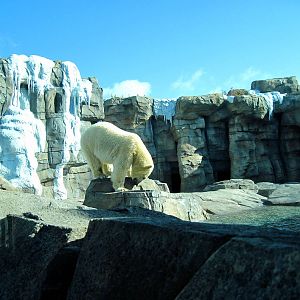 Polar Bear Passage-Polar Bear