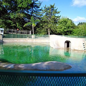 KidZone-California Sea Lion Pool