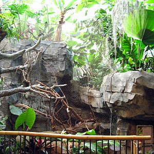 Tropics-Green Aracari/Freshwater Stingray Exhibit