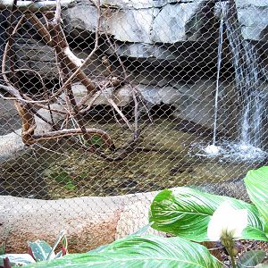 Tropic-Freshwater Stingray Pool