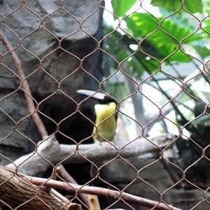 Tropics-Green Aracari