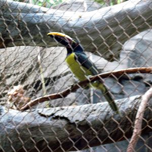 Tropics-Green Aracari