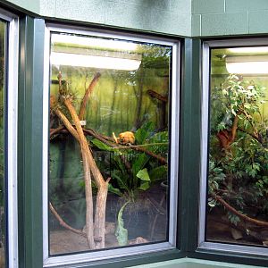 Tropics-Golden Lion Tamarin Exhibit