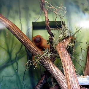 Tropics-Golden Lion Tamarin