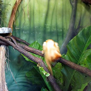 Tropics-Golden Lion Tamarin