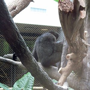 Tropics-White-cheeked Gibbon