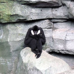 Tropics-White-cheeked Gibbon