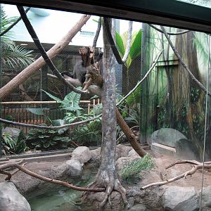 Tropics-White-cheeked Gibbon/Asian Small-clawed Otter Exhibit