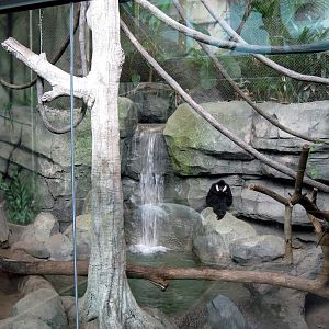 Tropics-White-cheeked Gibbon/Asian Small-clawed Otter Exhibit