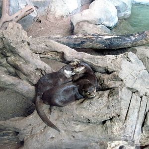 Tropics-Asian Small-clawed Otters