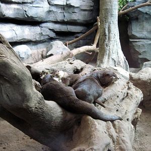 Tropics-Asian Small-clawed Otters