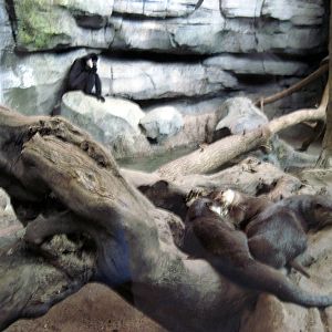 Tropics-Asian Small-clawed Otters