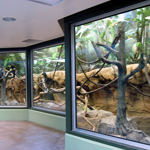 Tropics-White-faced Saki Monkey/Capybara/Crested Screamer/Prehesile-tailed