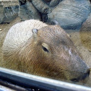 Tropics-Capybara