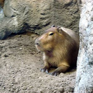 Tropics-Capybara