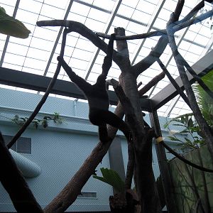 Tropics-White-cheeked Gibbon