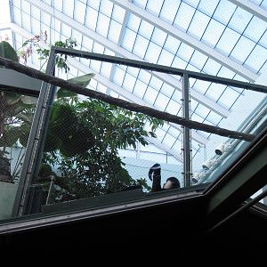 Tropics-White-cheeked Gibbon