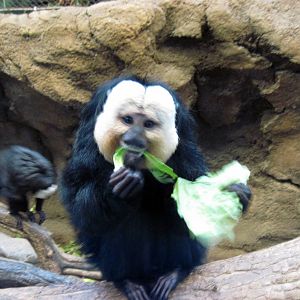 Tropics-White-faced Saki Monkey