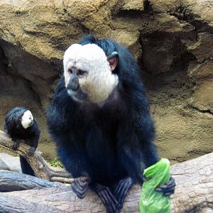 Tropics-White-faced Saki Monkey