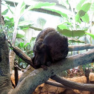 Tropics-White-faced Saki Monkey