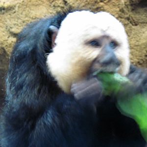 Tropics-White-faced Saki Monkey
