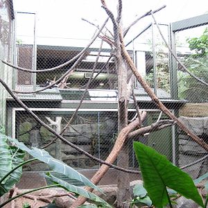 Tropics-White-cheeked Gibbon/Asian Small-clawed Otter Exhibit