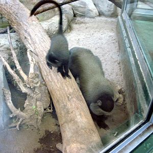 Tropics-Blue Monkeys