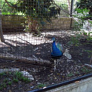 Tropical Animals-Common Peafowl
